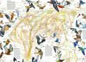 La migración de las aves: el espectáculo más grandioso.