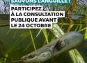 Anguille à l'agonie : mobilisons-nous