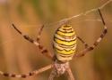 L'Argiope frelon toujours plus au nord