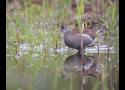 Vu sur Faune-France : première donnée française de Gallinule africaine