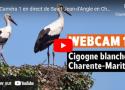 Nidification des cigognes en direct