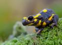 Salamandres tachetées : quand la génétique change la donne