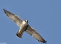 Sortie nature dédiée au Faucon pèlerin, le prince des airs, à Sauvigny (Meuse) le 7 mars 2026