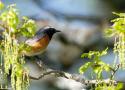 Identifier les oiseaux des jardins et des parcs au printemps et en été