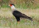 La population de Floride du Caracara huppé pourrait appartenir à une sous-espèce distincte