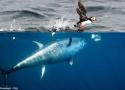 Première preuve documentée de prédation d’un Thon rouge de l’Atlantique sur un oiseau marin
