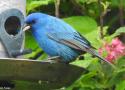 Un oiseau rare à la mangeoire : un Passerin indigo dans un jardin écossais en mai 2024
