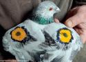 Peindre des yeux colorés sur les ailes des pigeons voyageurs pour diminuer les attaques de rapaces