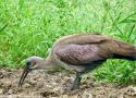 Grâce à son bec, l’Ibis hagedash profite de la progression des surfaces irriguées en Afrique du Sud