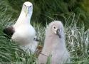 Premier cas de reproduction au Chili de l’Albatros de Stead, une espèce endémique néo-zélandaise