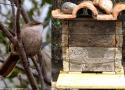 Un cas atypique de nidification du Buissonnier (ou Upucerthie) du Chaco dans une ruche en Argentine