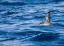 Sortie en mer pour l’observation des oiseaux pélagiques au large de la Charente-Maritime le 7 septembre 2024