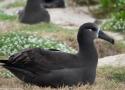 Un projet prometteur de création d’une colonie d’Albatros à pieds noirs sur l’île de Guadalupe (Mexique) à partir d’œufs couvés par des Albatros de Laysan