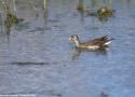 Observation d’une Gallinule africaine près d’Ajaccio (Corse-du-Sud) le 7 mars 2024