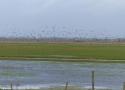 La réserve du marais de la Vacherie (Vendée), un refuge important pour l’avifaune des prairies humides atlantiques