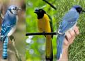 Découverte remarquable au Texas d’un hybride entre deux espèces aux aires de répartition autrefois séparées, les Geais vert et bleu
