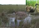De nombreuses espèces d’oiseaux utilisent les nids d’alligators de différentes façons