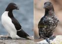 Un spectaculaire Pingouin torda mélanique observé au Canada
