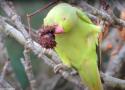 La Perruche à collier est l’une des seules espèces d’oiseaux à manger les fruits des Marronniers d’Inde