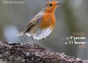 Exposition « Découvrir les oiseaux des jardins » dans le jardin botanique Jean-Marie Pelt à Villers-lès-Nancy (Meurthe-et-Moselle) du 9 janvier au 11 février 2024