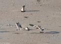 Observations intéressantes de Plectrophanes (Bruants) des neiges rentrant dans des trous dans le sable sur une plage de Belgique en janvier 2026