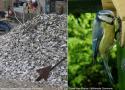Pourquoi et comment fournir du calcium aux oiseaux dans les jardins à partir de la fin de l’hiver ?