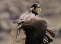 21ème édition de la Feria Internacional de Turismo Ornitológico (FIO ou Festival International du Tourisme Ornithologique) en Estrémadure (Espagne) du 27 février au 1er mars 2026