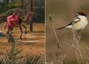La Pie-grièche à tête rousse mange les tiques parasitant les dromadaires pendant sa migration en Afrique du Nord