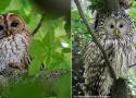 Un intéressant “dialogue vocal” entre les Chouettes hulotte et de l’Oural dans des forêts de l’ouest de la Russie
