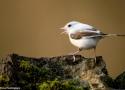 Une Mésange nonnette au plumage méconnaissable dans la Marne en 2024, un cas de leucisme partiel ou de grisonnement progressif