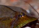 Découverte et suivi d’une population de Triops cancriformis (Bosc, 1801) (Branchiopoda: Crustacea) dans le centre-ouest de la France (Vienne : Nouvelle-Aquitaine)