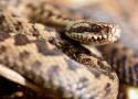 Les serpents « sentinelles » de la qualité des habitats : vers une meilleure prise en compte des vipères dans les espaces naturels gérés